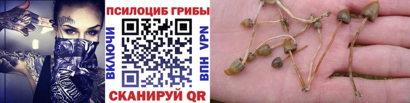 Купить закладки  Бабаево  Галлюциногенные грибы GOLDEN TEACHER 